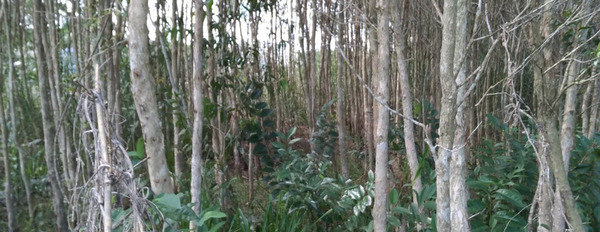 Nhà đất chuyển nhượng gấp đất rừng tại ấp 17, xã Khánh An, huyện U Minh, tỉnh Cà Mau-02