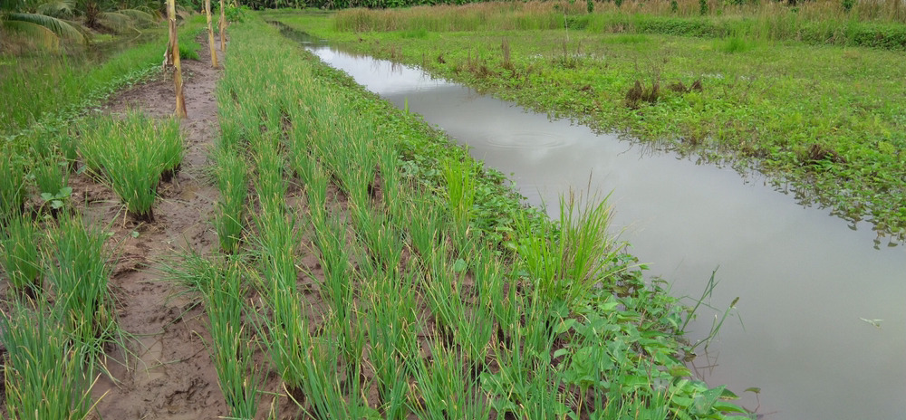 Bán đất tại xã Khánh Lâm, huyện U Minh, tỉnh Cà Mau