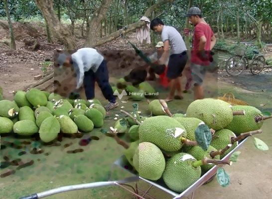 Mình đang cho thuê kho bãi diện tích khoảng là 5000m2 vị trí đẹp ngay Minh Hưng, Bình Phước giá thuê chính chủ 25 triệu/tháng giao thông đông đúc-01