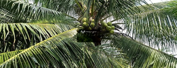 Bán đất vườn dừa khô đan cho trái -02