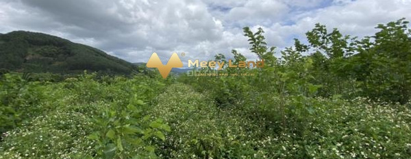 Cần bán đất vườn tại xã Mê Linh Đà Lạt chính chủ đăng tin-03