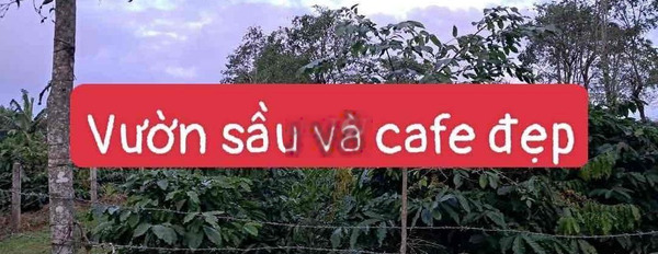 Bán 944m2 vườn Bình Thuận Buôn Hồ Cafe sầu riêng đẹp -02