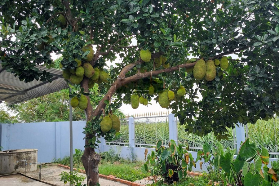 Nhà vườn nghỉ dưỡng có vườn cây ăn trái sum xuê 550m2 giá 3 tỷ 225 triệu hẻm rộng-01