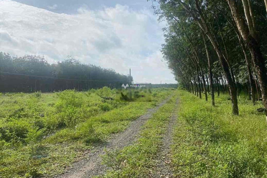 Do dịch bệnh bán mảnh đất, 150m2 giá bán mua ngay chỉ 3.5 triệu mặt tiền tọa lạc ngay tại Phước Ninh, Tây Ninh hỗ trợ mọi thủ tục miễn phí-01
