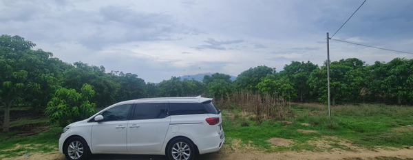 Vườn xoài 5,6 hecta ở Bình Thuận, cách cao tốc Bắc Nam chỉ 4km. Xe ô tô tải vào tận vườn -03