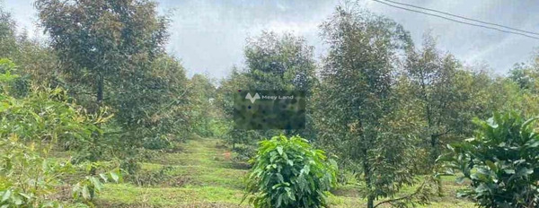 Bán nhanh 2 sào vườn sầu riêng có hàng rào kiên cố Đồng Phú, Bình Phước-02