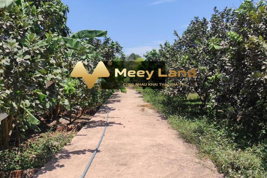 Bán vườn trái cây giá chỉ 10 tỷ tại xã Tây Hòa Huyện Trảng Bom giao thông đông đúc-01