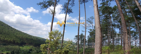 Bán đất 2,5 tỷ Xã Tà Nung, Tỉnh Lâm Đồng, diện tích thực như trên hình 2000m2-03
