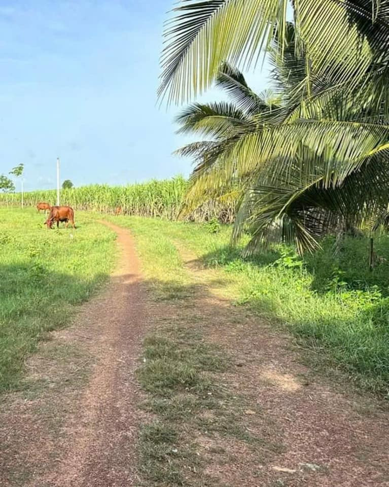 Bán đất quận 7 thành phố Hồ Chí Minh giá 195.0 triệu-0