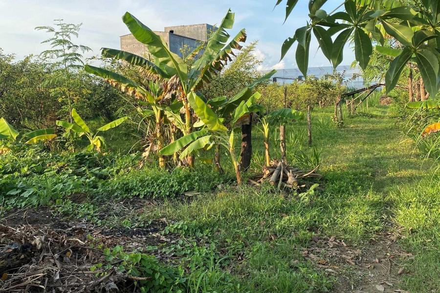 Ninh Phước, Ninh Thuận bán đất giá bán siêu rẻ chỉ 1.2 tỷ diện tích thực 1500m2-01