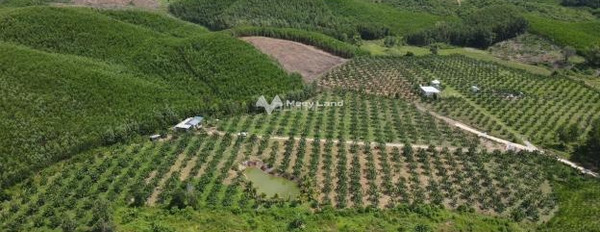Ngay Tỉnh Lộ 8B, Khánh Hòa bán đất 5.5 tỷ, hướng KXĐ diện tích chuẩn 20000m2-03