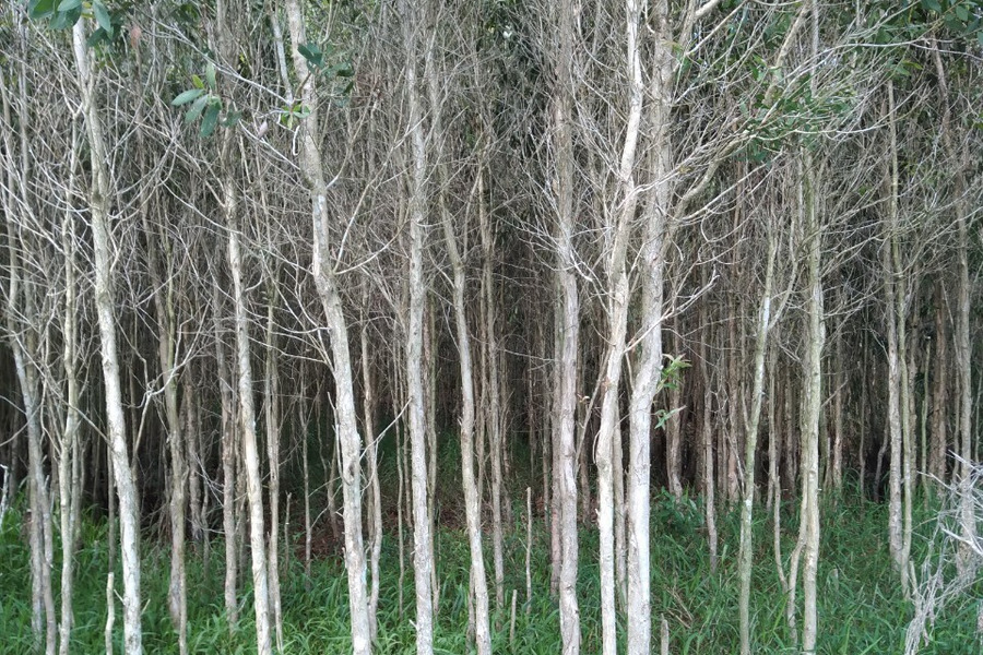 Nhà đất chuyển nhượng gấp đất rừng tại ấp 17, xã Khánh An, huyện U Minh, tỉnh Cà Mau-01
