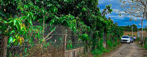 Chính chủ cần bán mảnh vườn trồng xoài Đài Loan tại Phú Ngọc - Định Quán - Đồng Nai-03