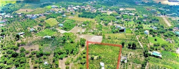 Vị trí ở Ea Kly, Krông Pắc bán đất giá bán công khai 2.2 tỷ diện tích rộng rãi 7000m2, chiều ngang lộ ngang 4 mét-02