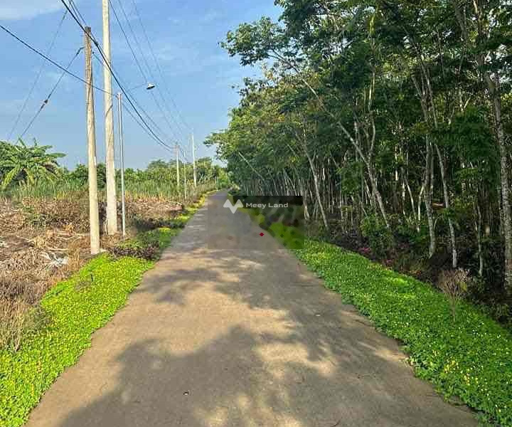 Bán vườn bưởi xã Phú Hoà, huyện Định Quán hơn 1000m2-01