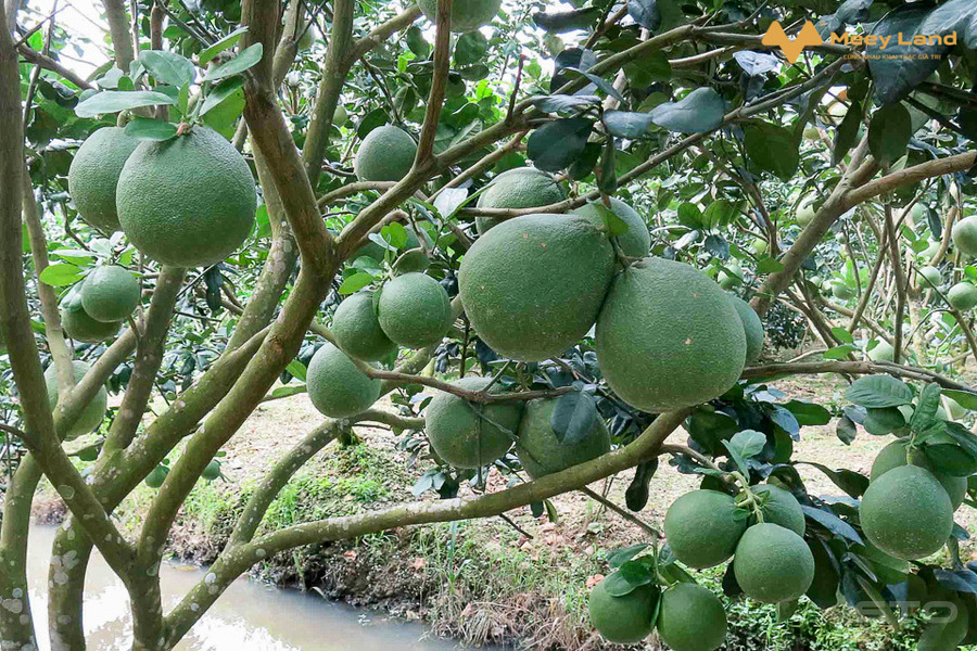 Bán vườn trái cây 3000m2 có suối lớn bao quanh, ven sân bay Long Thành tại Thừa Đức, Đồng Nai-01