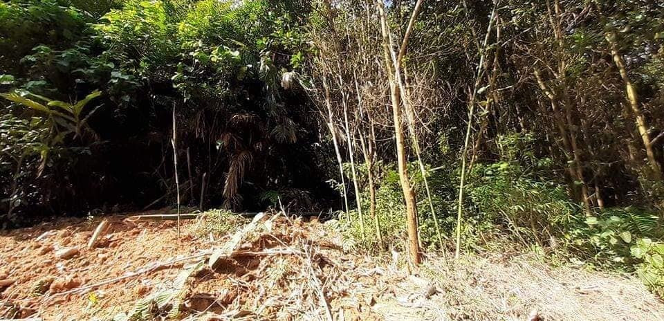 Có 5,6ha đất rừng sản xuất, giá tổng tiền 270 triệu ở huyện Ba Bể, Bắc Kạn
