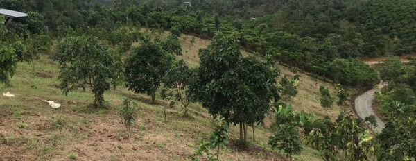 Chính chủ gửi bán 5000m2 vườn cây ăn trái có 80m mặt tiền đường-03