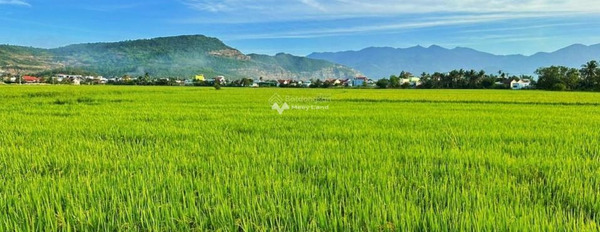 Diên Khánh, Khánh Hòa bán đất giá bán siêu tốt 799 triệu diện tích dài 909m2-02