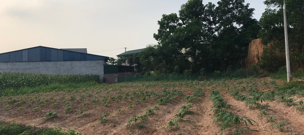 Cần bán đất tại xã Phượng Lâu. Việt Trì, Phú Thọ. Diện tích 150m2, giá 1.6 tỷ