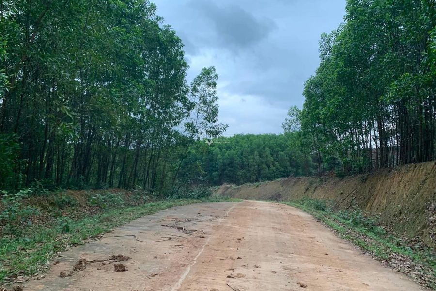 Trường Xuân, Quảng Ninh 1.05 tỷ bán đất có diện tích khoảng 30000m2-01