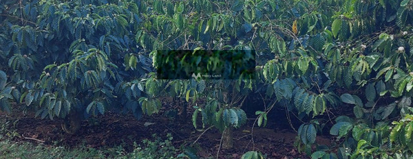 Bán đất kèm vườn trái cây, có sẵn nguồn thu nhập tốt tại Lâm Đồng vị trí tốt-03