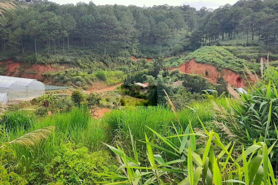 Bán đất view đẹp rưng thông gần trung tâm Đà Lạt, đi Hồ Xuân Hương 4km -01