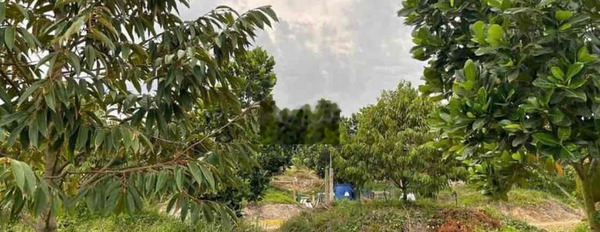 Vườn sầu riêng 310 triệu ở Chơn Thành, Bình Phước -03