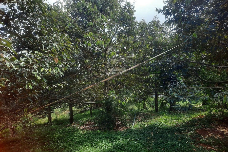 Anh chủ trẻ nợ nần cắt lỗ vườn trái cây đã cho thu hoạch mạnh, chỉ 1,6 triệu/m2 hỗ trợ pháp lý-01