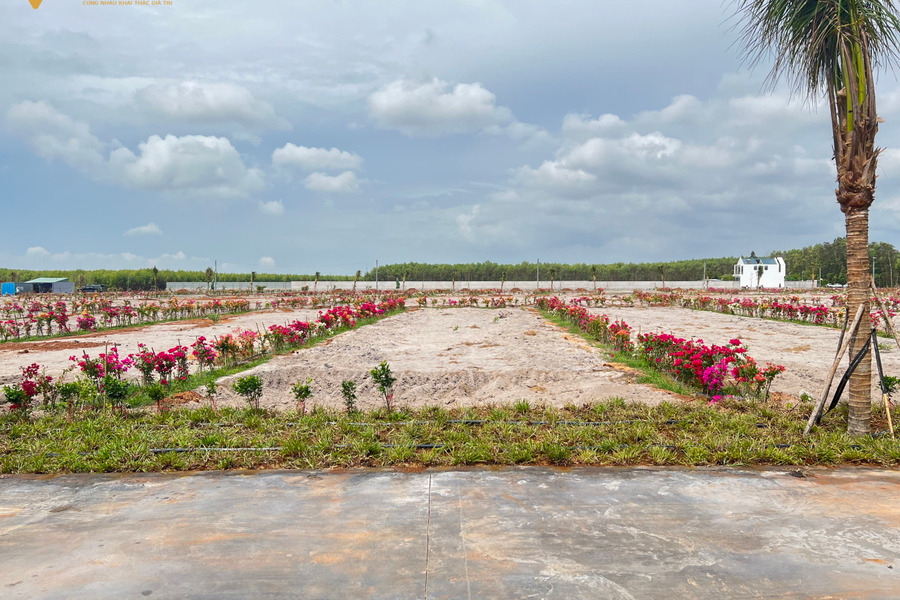 Em có 2 lô đất liền kề ở Láng Dài - Bà Rịa Vũng Tàu, diện tích 195m2, nằm ngay cạnh sân bay Lộc An Hồ Tràm-01