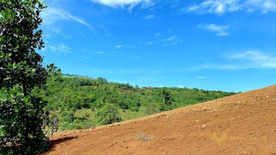 Chính chủ bán lô đất 1ha có 500 cây mít thái sắp bói, giá giảm sâu 1/2 xã Nhân Cơ, huyện Dăk R'Lấp