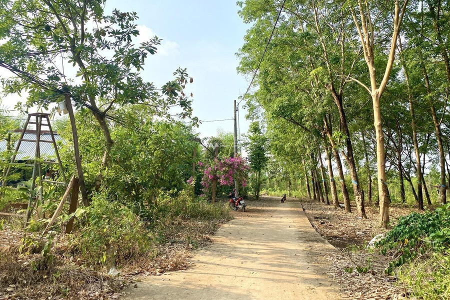 Lộc Phú, Lộc Ninh 195 triệu bán đất diện tích cụ thể 274m2-01