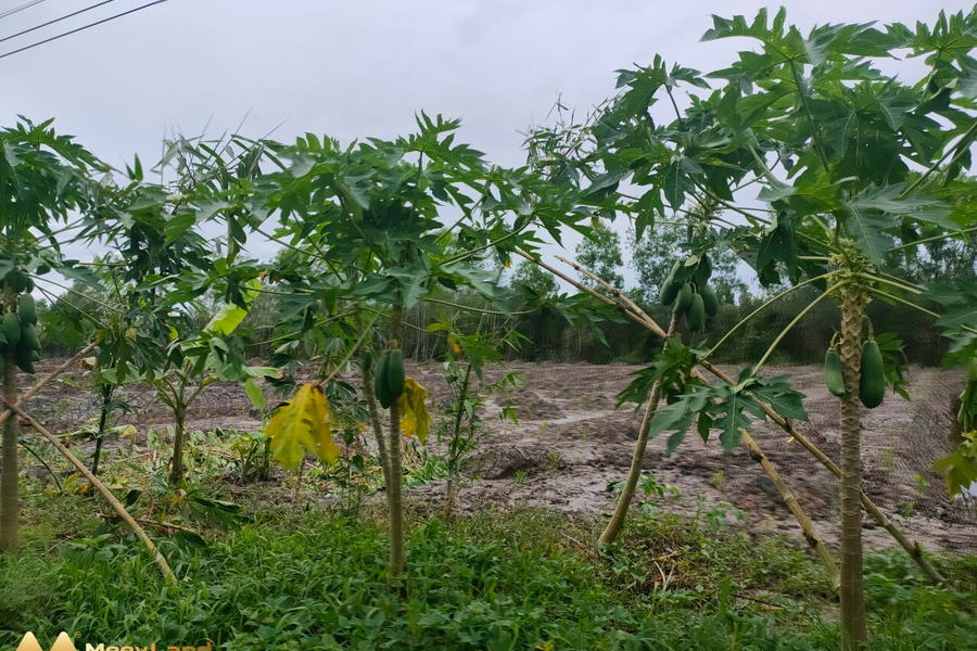 Cần cho thuê mảnh đất nông lâm kết hợp tại ấp 16, xã Nguyễn Phích, huyện U Minh, tỉnh Cà Mau-01