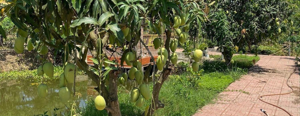 Nhà vườn farm Diên Khánh đẹp như mơ, DT hơn 3.300m2 có đủ loại cây ăn trái, giá hơn 3tỉ xíu cám ơn quý khách đã đọc tin cảm ơn đã xem tin-03