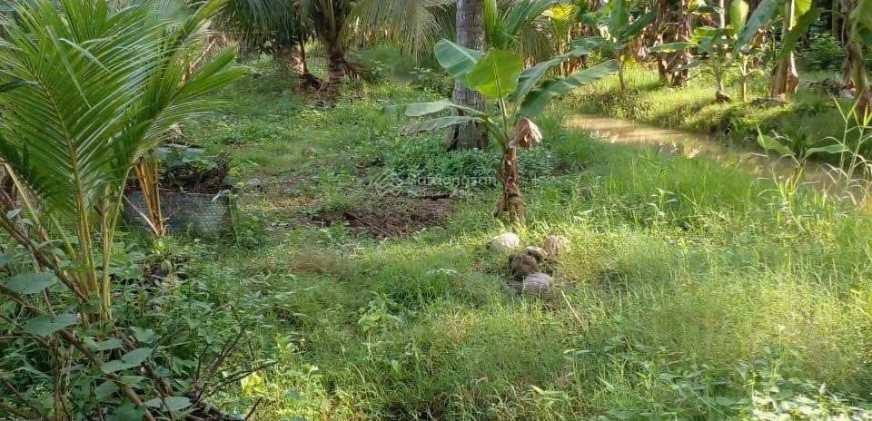 Bán 2071m2 đất vườn dừa tại xã Phong Nẫm, H. Giồng Trôm, T. Bến Tre 