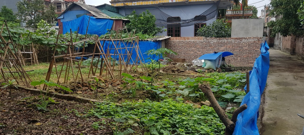 Chính chủ cần bán nhanh 65m2 đất thổ cư giá công nhân tại xã Lạc Đạo, Văn Lâm