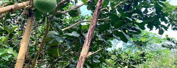 Bán vườn trái cây nở hậu 2 mặt tiền 125m ngay góc ngã 3, cách ủy ban nhân dân xã Thừa Đức khoảng 1km-03