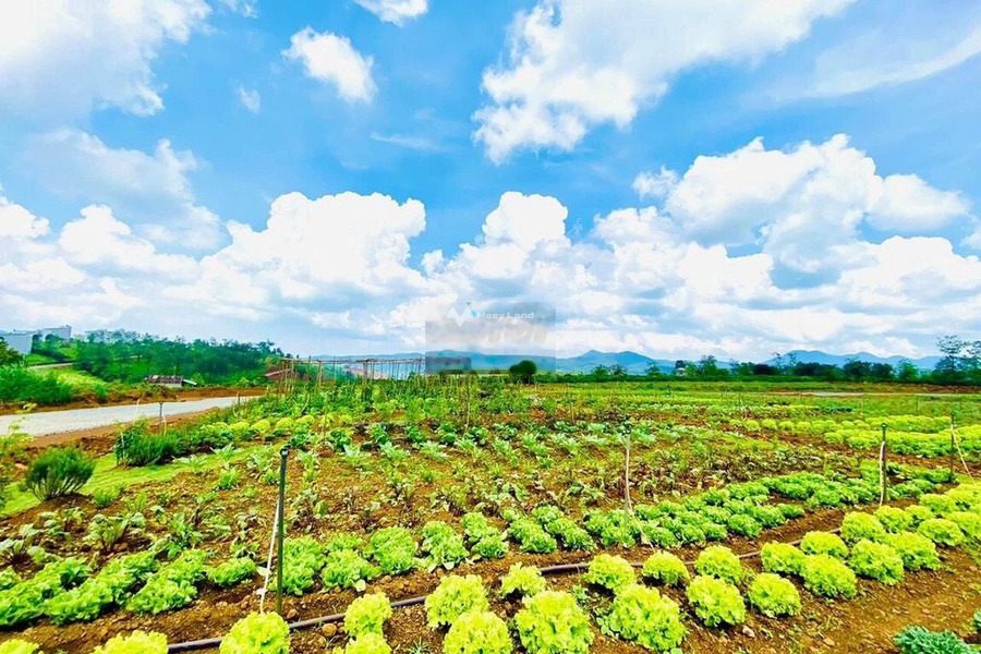 Vị trí đặt ngay ở Lâm Hà, Lâm Đồng bán đất giá bán cơ bản 1.1 tỷ Có tổng diện tích 500m2-01