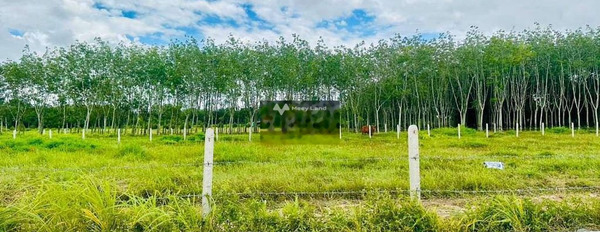 Diện tích thực như trên hình 2000m2 bán đất giá bán siêu ưu đãi từ 269 triệu-02