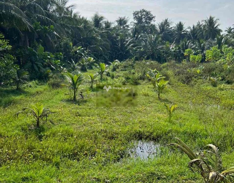 Bán đất 280 triệu Châu Thành, Trà Vinh có diện tích tiêu chuẩn 200m2-01