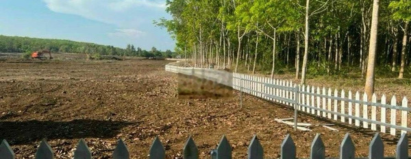 BÁN ĐẤT diện tích 13000m2 Hoà Hưng, Huyền Xuyên Mộc, Bà Rịa - Vũng Tàu -03