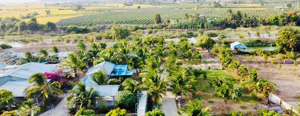 Cần bán đất xã Phú Lạc, huyện Tuy Phong, Bình Thuận-03
