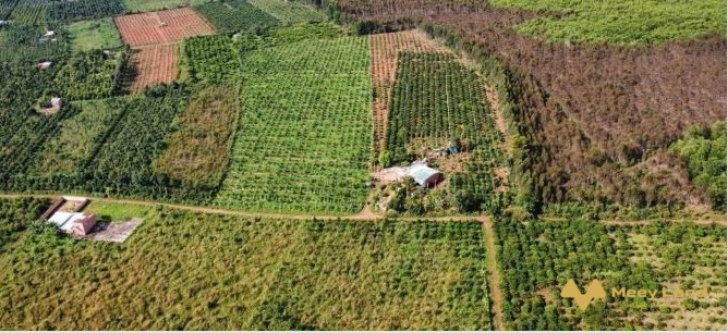 Cần bán đất tại Kon Dơng, Huyện Mang Yang, Gia Lai. Diện tích 51000m2, giá 3,2 tỷ