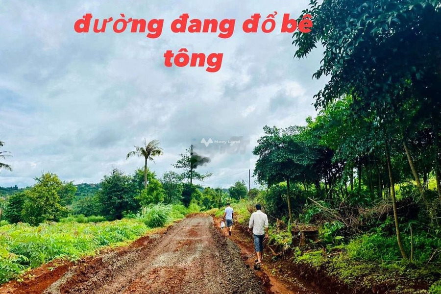 Giá bán hạt dẻ chỉ 159 triệu bán đất diện tích thực dài 560m2 vị trí mặt tiền ở Krông Búk, Đắk Lắk-01
