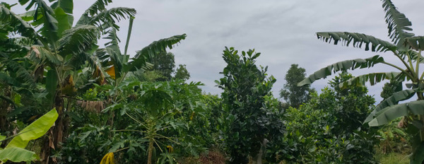 Cần cho thuê mảnh đất nông lâm kết hợp tại ấp 16, xã Nguyễn Phích, huyện U Minh, tỉnh Cà Mau-03