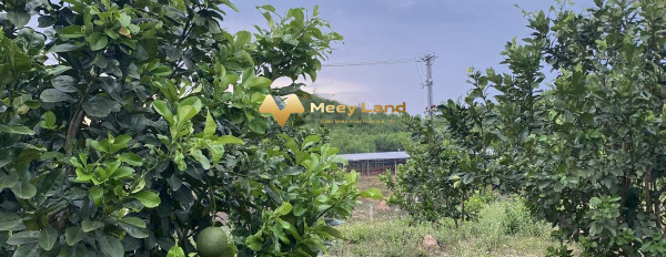 Mảnh vườn trồng hơn 50 gốc bưởi, gần 2000m2 xã Khánh Phú, Khánh Vĩnh, Khánh Hoà. cách HL62 chỉ 300m hỗ trợ mọi thủ tục miễn phí-03