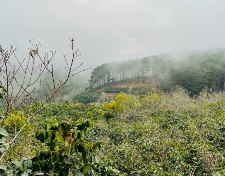Bán đất view săn mây có suối cách Đà Lạt 25km-01