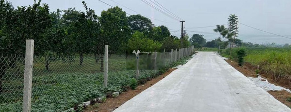 Cần bán vườn bưởi da xanh đang cho trái ở Bình Phước, diện tích 866m2-03